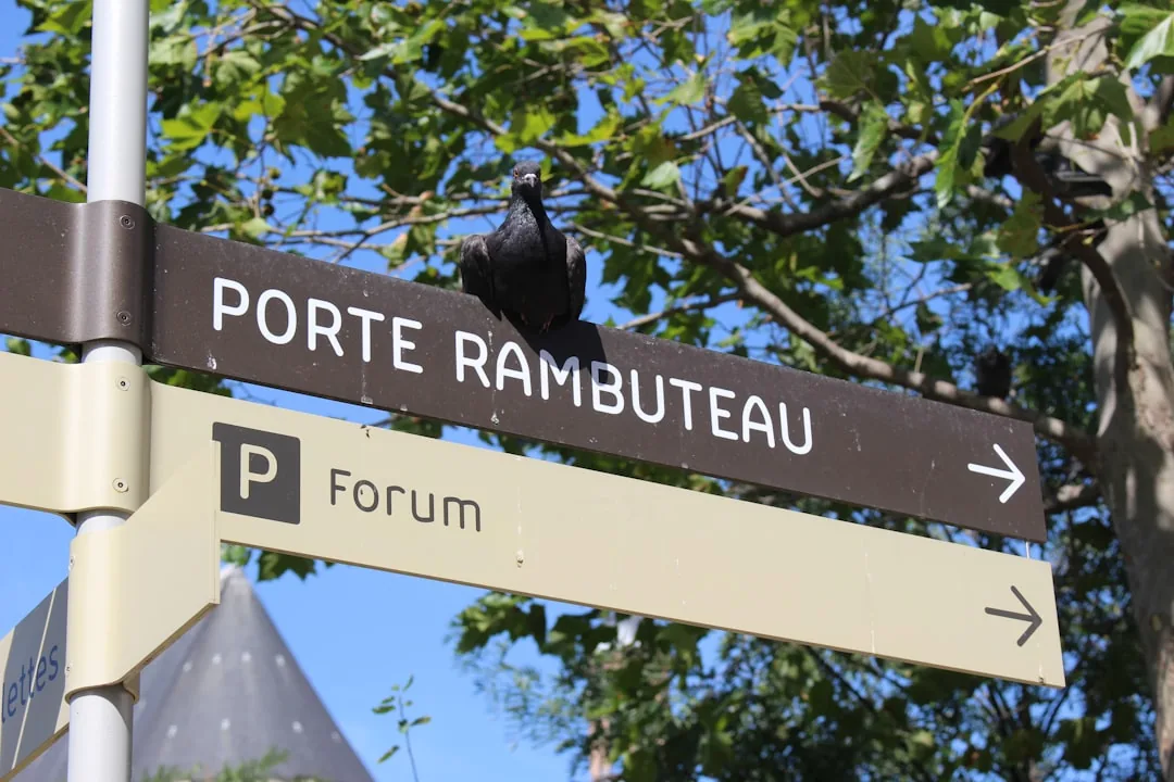 Illustration Portail fer forgé